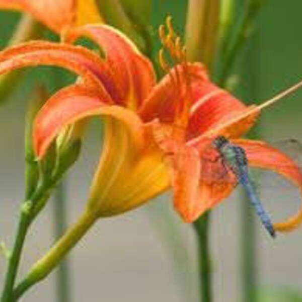 10 wild Orange Day Lily ('Tawny 'Ditch Lily' ) Pond / Bog / Water garden live Plants, Fill hard to plant areas