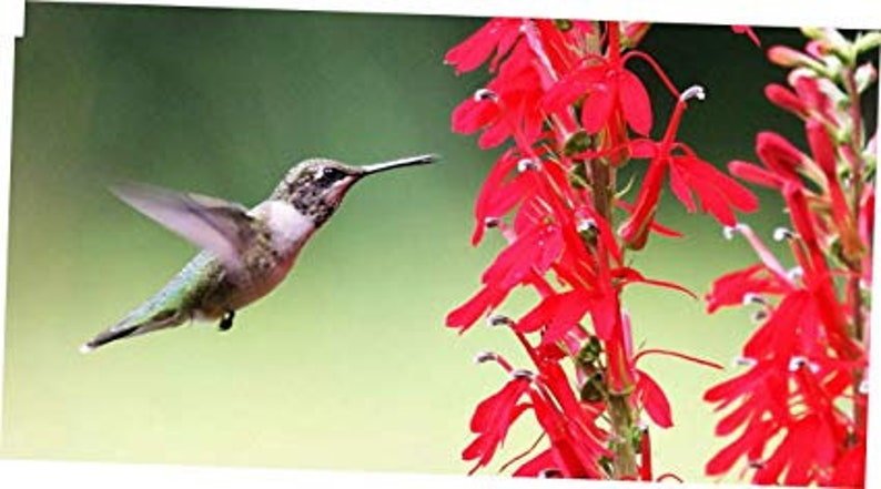 5 Cardinal Flower Lobelia cardinalis Koi Pond / Bog / Marsh / Water garden, Winter Hardy Perennial Bare-root image 4