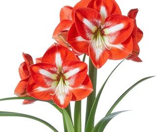 1 Red &WHITE AMARYLLIS  BULBS **Multiple blooms per bulb
