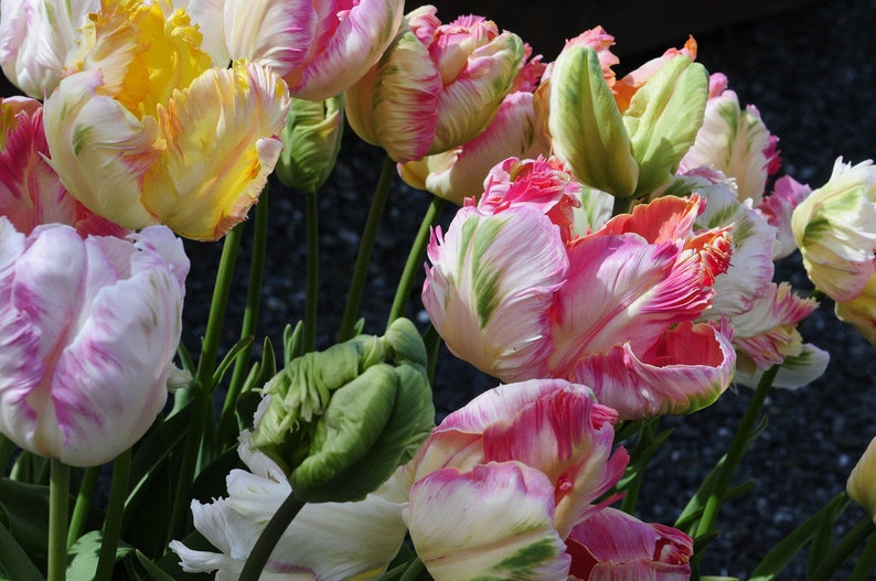 10 Parrot Tulip Bulbs Mixed PASTEL Collection pre Chilled - Etsy