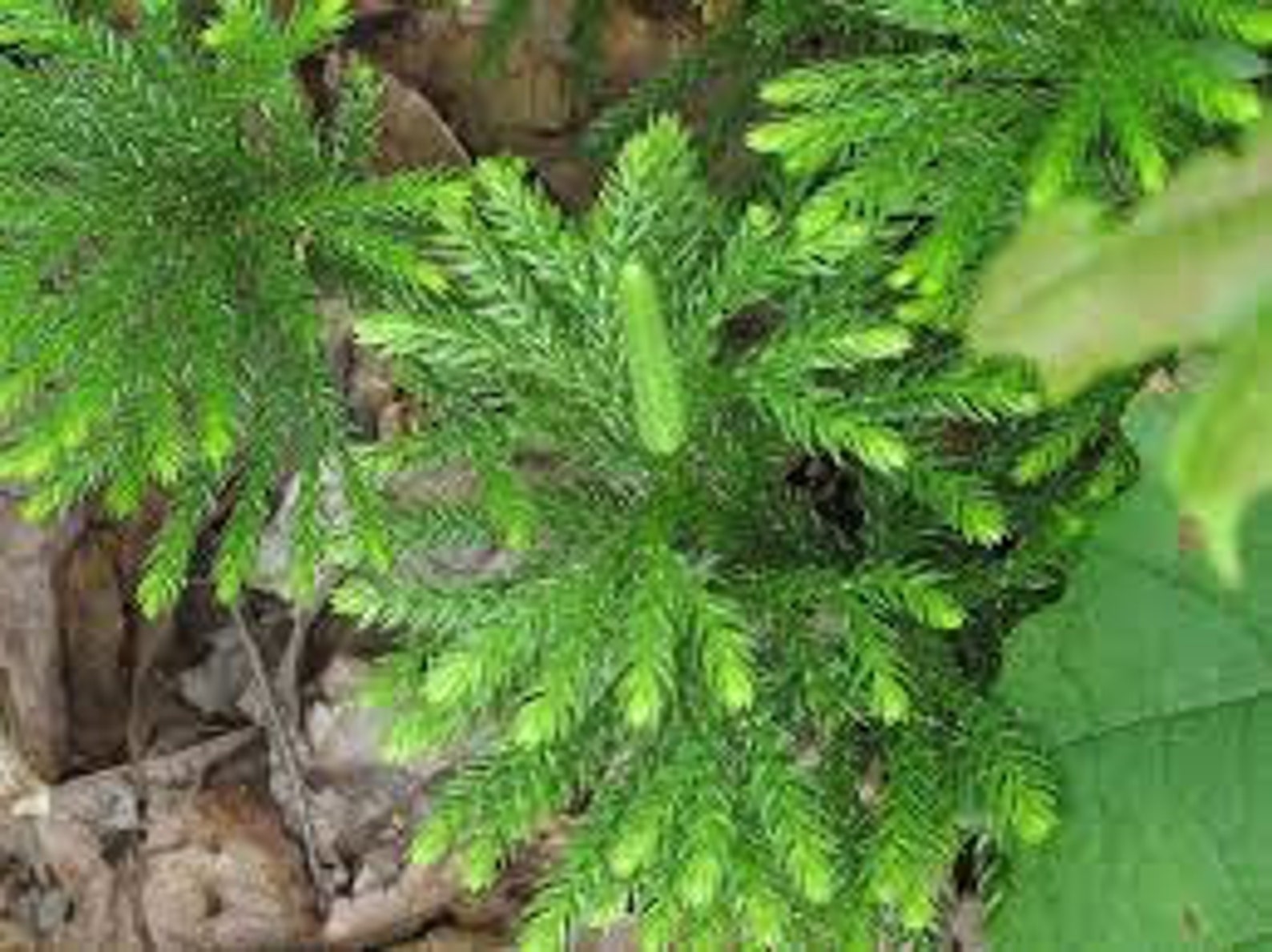 3 TREE CLUBMOSS Princess pine Ground pine Club Moss Low Etsy