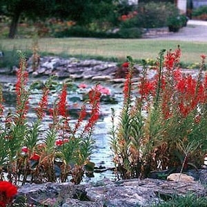 5 Cardinal Flower Lobelia cardinalis Koi Pond / Bog / Marsh / Water garden, Winter Hardy Perennial Bare-root image 2
