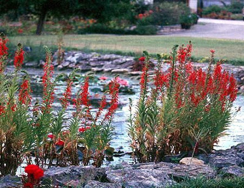 5 Cardinal Flower Lobelia cardinalis Koi Pond / Bog / Marsh / Water garden, Winter Hardy Perennial Bare-root image 2