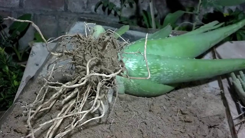 3 Aloe Vera Pups/Starter Plants Medicinal Succulent Rooted ...
