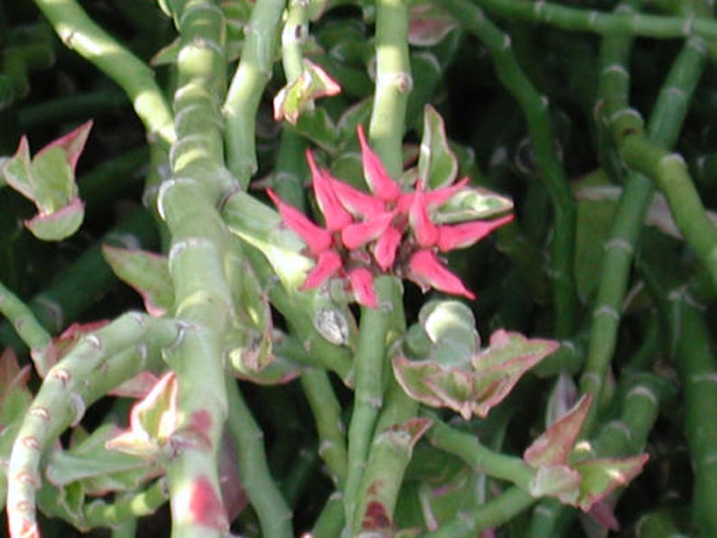 5 Variegated Devil s Backbone Euphorbia tithymaloides Etsy 5 Variegated Devil s Backbone Euphorbia tithymaloides Etsy