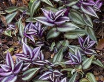 6 Wandering Jew Rooted Cuttings 4-10" Ground cover/Hanging baskets in zones 9-11 Houseplant/annual zones 3-8