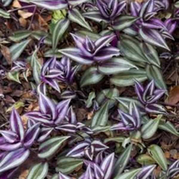 6 Wandering Jew Rooted Cuttings 4-10" Ground cover/Hanging baskets in zones 9-11 Houseplant/annual zones 3-8