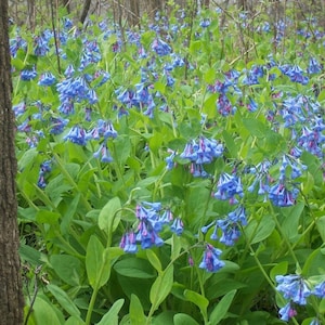 5 Virginia bluebells~Shade loving perennial~Woodland Gardens~Winter Hardy~Ground Cover~live bare root plant