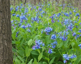 5 Virginia bluebells~Shade loving perennial~Woodland Gardens~Winter Hardy~Ground Cover~live bare root plant