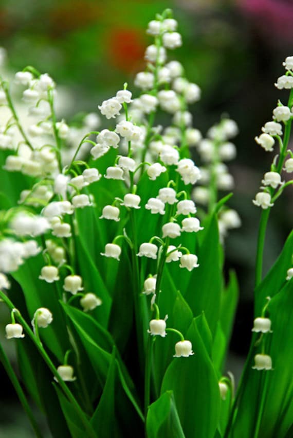 Forcing Lily of the Valley Pips - Growing With Plants