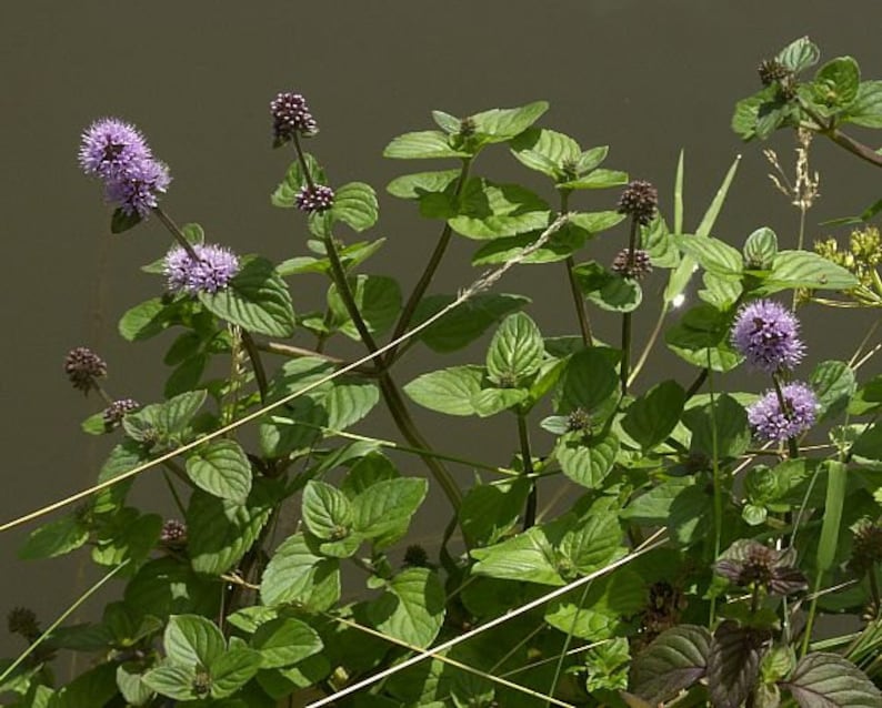 2 Wild Watermint Winter Hardy Koi Pond Bog Water garden Plants Aqatic Mint Herbal Tea