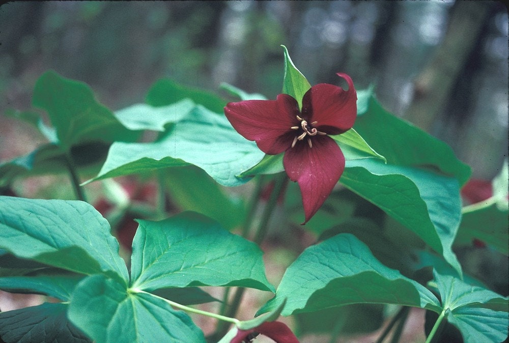 【誠実】 RED Woodland Wild 4 TRILLIUM Bulbs Plant~spring Native ライト・ランタン