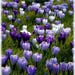 see more listings in the Bulbs section