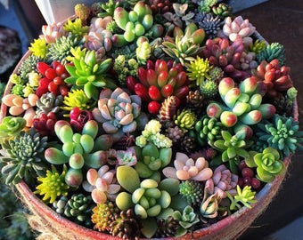 25 Succulent Rosettes & Cuttings Assorted live for Propagation/Rooting *Easy to plant/root**Great for WEDDING/Baby/Shower/Party/Favors/Gifts