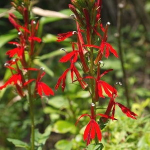 5 Cardinal Flower Lobelia cardinalis Koi Pond / Bog / Marsh / Water garden, Winter Hardy Perennial Bare-root image 6