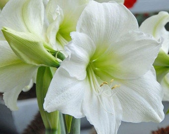 1 White Amaryllis BULBS **Multiple blooms per bulb