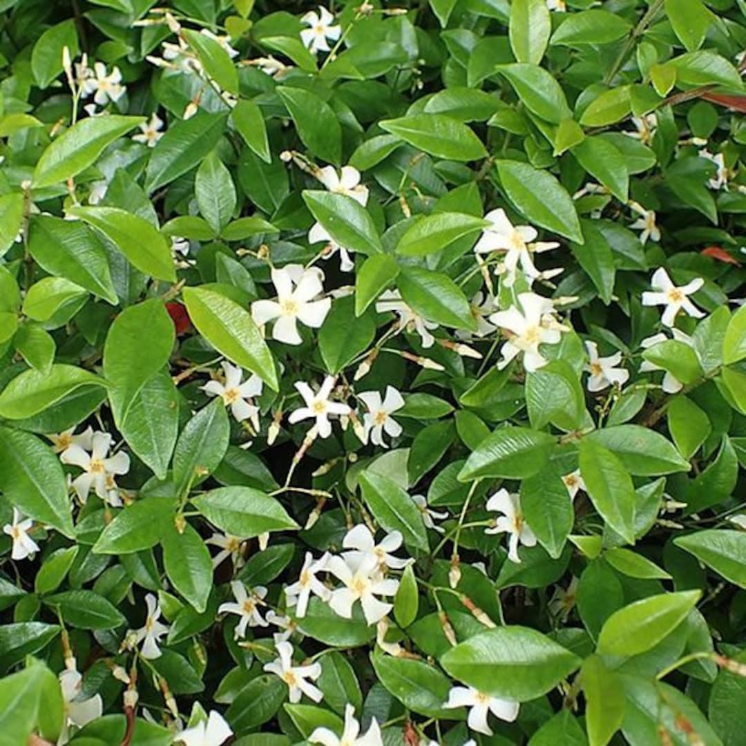 3 Rooted Cuttings Asiatic Star Jasmine Vine Great Ground Etsy