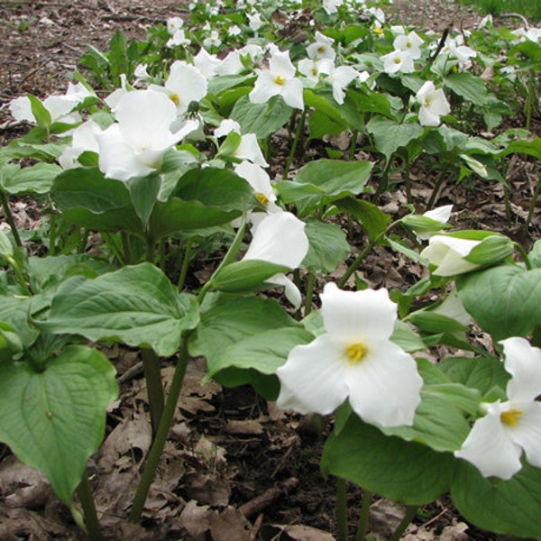 2 Wild Woodland WHITE TRILLIUM Native plant~Spring bulbs~Winter Hardy~Naturalize~live bare root plant