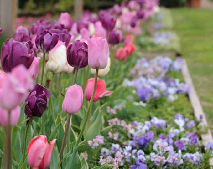 10 Pink & Purple Mixed Blend Hybrid Tulip Mix Large Bulbslarge