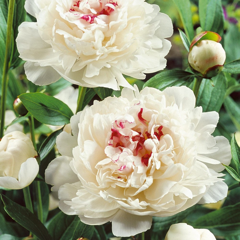 1 Festiva Maxima Peony (white) Bush ~ships Dormant Bare Root