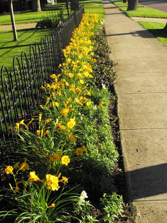 15 Re-blooming Stella D'oro Daylily ~mini/border Lily~winter Hardy