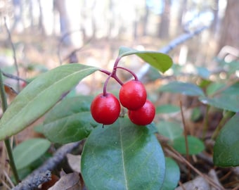 4 Wintergreen Evergreen Groundcover Herbal LIVE PLANTS evergreen ground cover