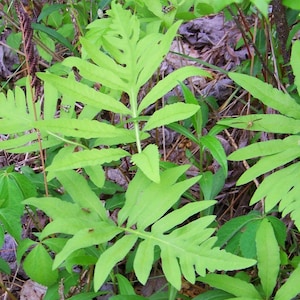 May include: A vibrant green fern plant with elongated, deeply lobed fronds featuring serrated edges. The plant displays a bright, light green coloration and is surrounded by various other green foliage and scattered brown dried leaves.