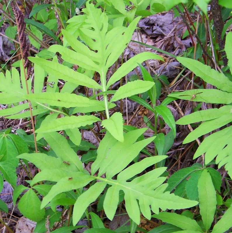 May include: A vibrant green fern plant with elongated, deeply lobed fronds featuring serrated edges. The plant displays a bright, light green coloration and is surrounded by various other green foliage and scattered brown dried leaves.