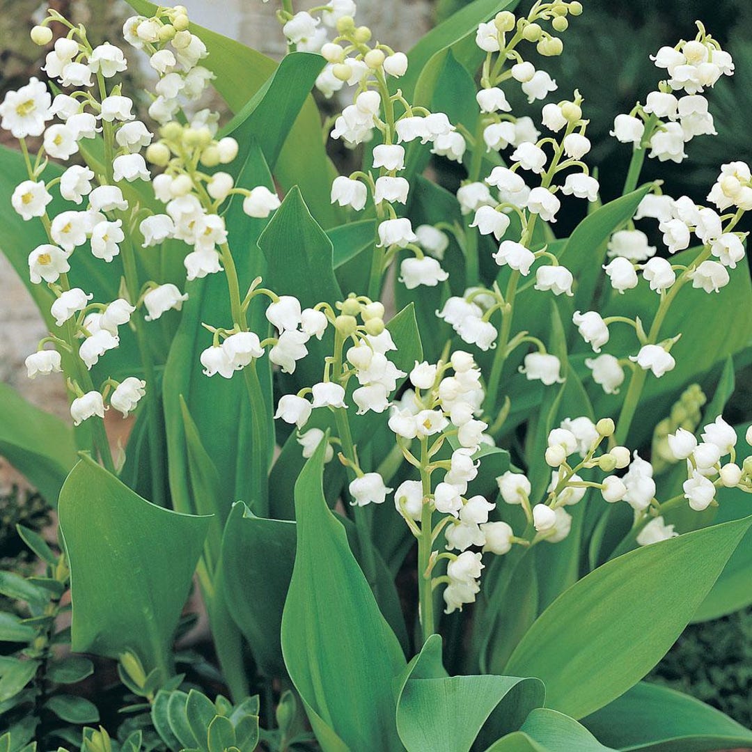 2 Giant Lily of the Valley Pips: Fragrant Woodland Shade