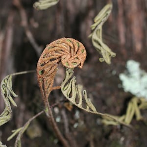 May include: A close-up of a fern frond unfurling, revealing a brown, spiraled center with green edges. The frond is surrounded by other fern fronds, some of which are out of focus.