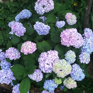 1 &#39;Nikko&#39; Blue Hydrangea Seedling/Sapling Flowering ~ Bush