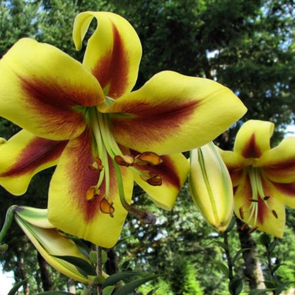 1 'Robert Swanson' Trumpet Lily Tree Bulb Summer Bloom~Spring Planting