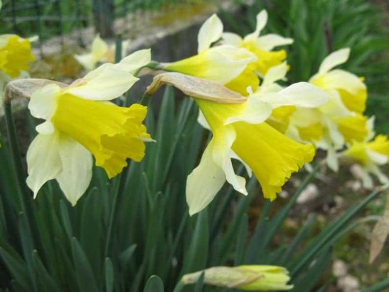 15 Wild Daffodil Bulbs 'lent Lily Narcissus Etsy
