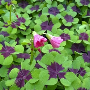 5  'Iron Cross' Oxalis SHAMROCK Bulbs- Four Leaf Clover, Hardy Zones 7-10