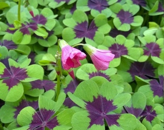 shamrock 1