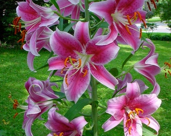 3 Star Gazer Oriental Lily Bulbs Large Fragrant Summer Bloom~Winter Hardy  **Spring Planting