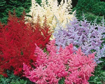 2 Ast MIXED COLOR Astilbe Winter Hardy Perennial~Bare-root Division