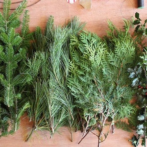 Fresh ASSORTED Evergreen Cuttings for DIY Holiday/Christmas Wreaths, Decorating