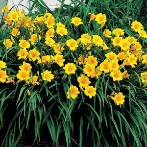 May include: A cluster of bright yellow daylilies in full bloom, surrounded by lush green foliage.