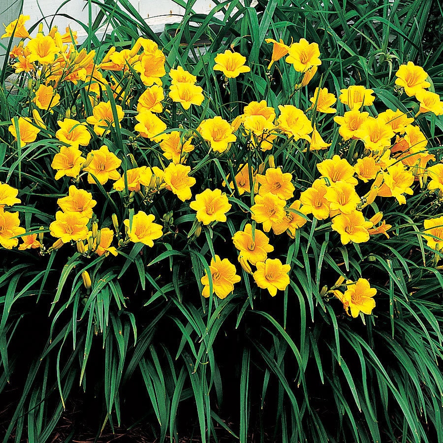15 Re-blooming Stella D'oro Daylily ~mini/border Lily~winter Hardy