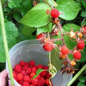 1 Wild RED Raspberry Live Bare Root Plants Fruit, Jelly, Wine! Bush ...