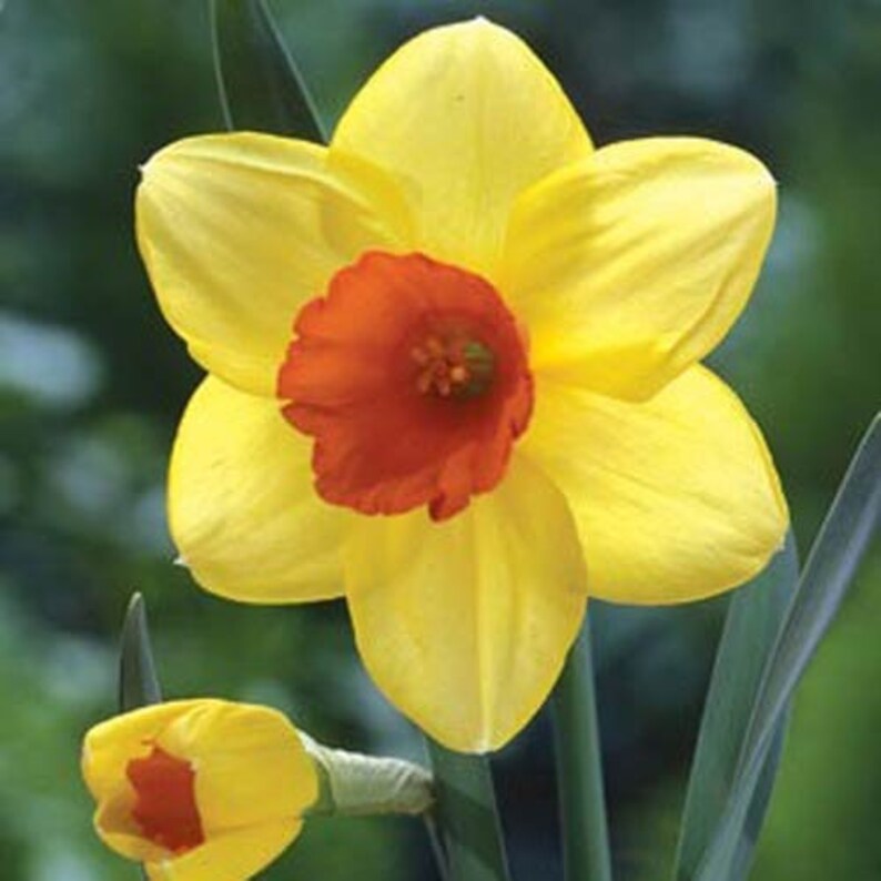 daffodil red bottoms