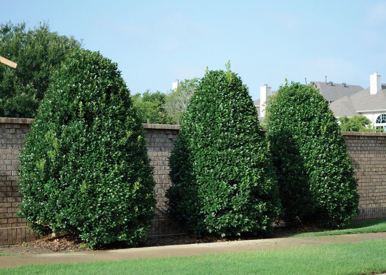 3 Nellie Stevens Holly Seedling/sapling Privacy Hedge Bush Etsy