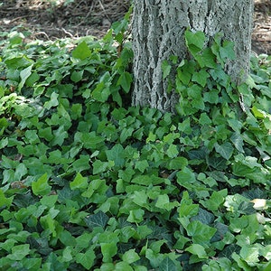 May include: A close-up of a tree trunk covered in green ivy. The ivy is growing densely around the base of the tree.