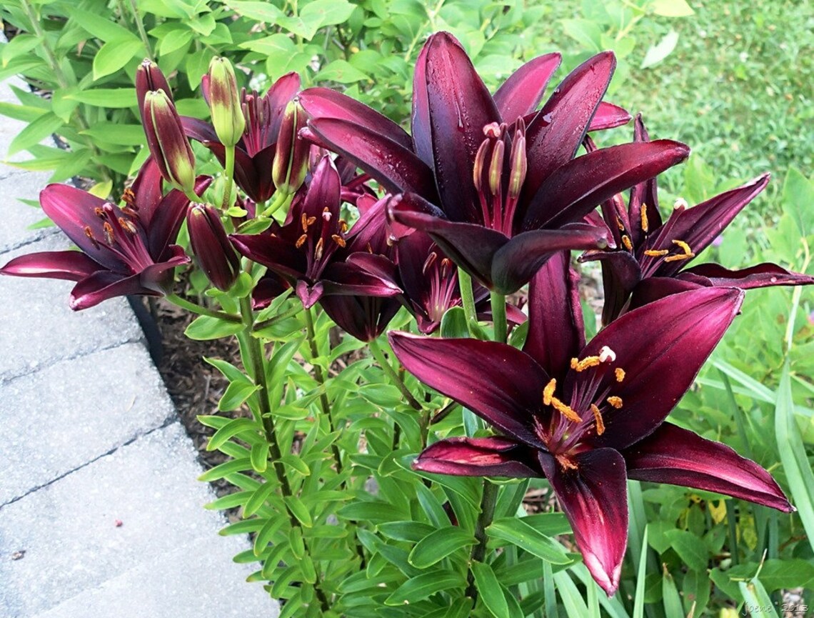 1 BLACK Landini ASIATIC Lily Bulbs Summer Bloompre Chilled Etsy