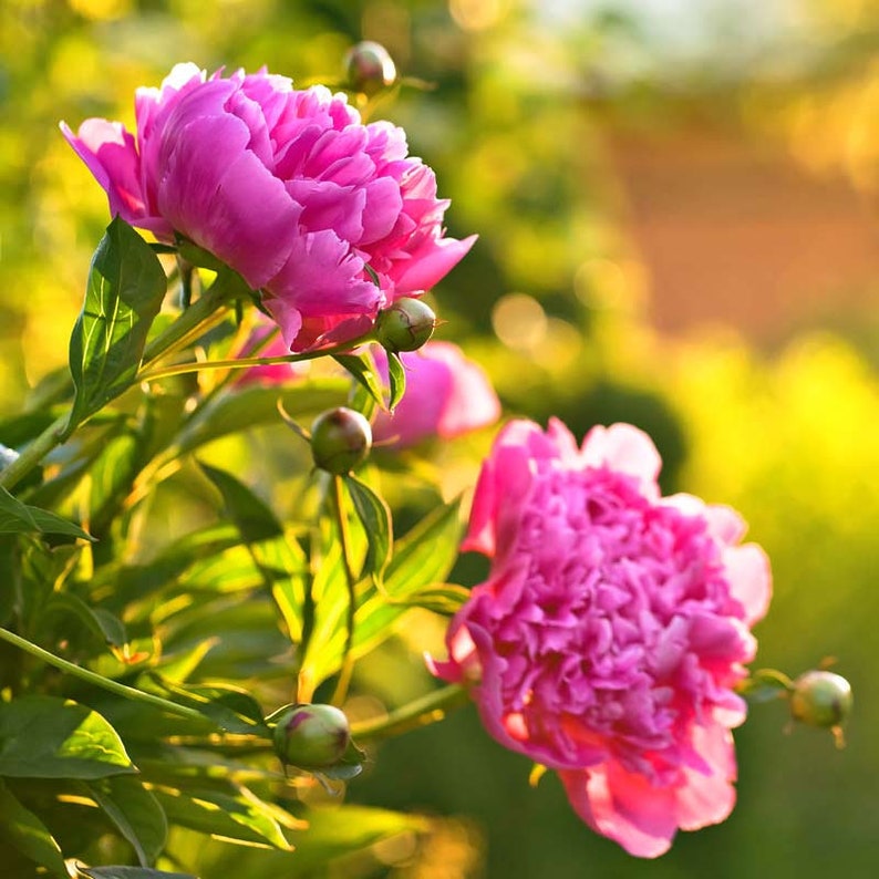 1 Edulis Superba Peony Bush LIVE Plant Fall Planting