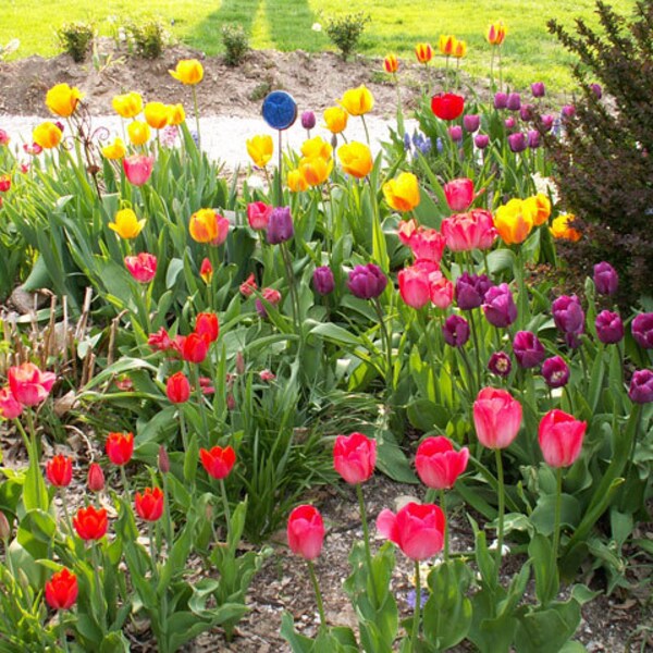 10 MIXED hybrid Tulip bulb mix-Large Blooms~Mixed-Red,Yellow,Purple,Pink,Apricot,Coral+more *Pre Chilled Ready for SPRING PLANTING