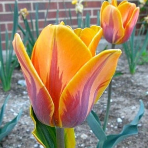 3 Princess Irene Triumph Tulip bulbs ~Orange with purple/burgundy "flames"  **Pre Chilled Ready for SPRING PLANTING