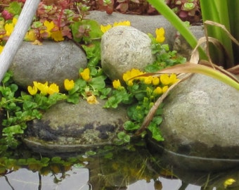 5 Creeping Jenny Rooted Cuttings: Pond Bog Groundcover Plants