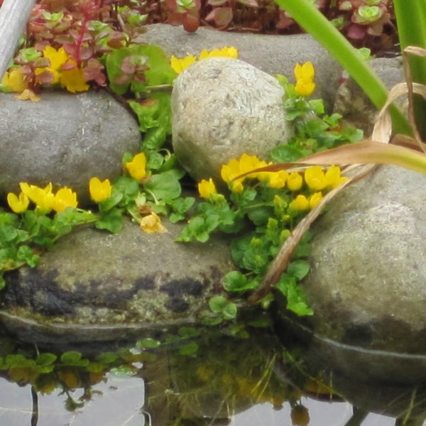 10 CREEPING JENNY (Moneywort) Rooted Cuttings/Starts Marsh/Koi/Pond/Bog~Plant/Groundcover~Sun or Shade